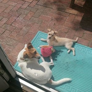 Meet your Posher, Wendy